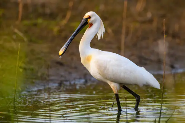 Eurasion Spoonbill (Platalea leucorodia) large, long-legged wading bird in the new Reevediep nature reserve near Kampen, Overijssel, during a beautiful springtime evening.