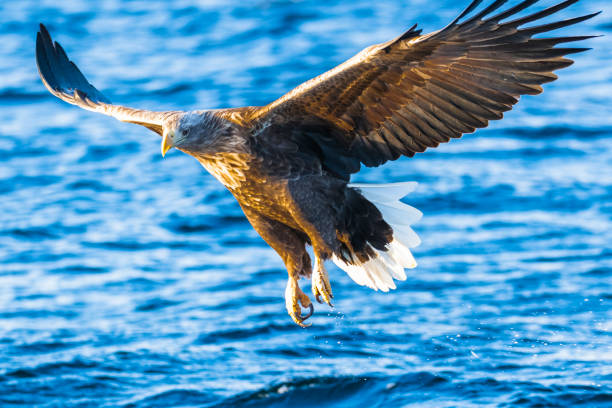 White-tailed eagle or sea eagle (Haliaeetus albicilla) hunting in a fjord near Vesteralen island in Northern Norway during a beautiful winter day.
