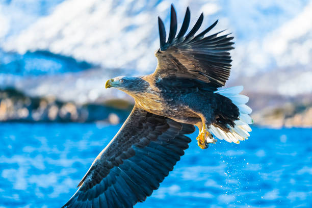 istock White-tailed eagle or sea eagle hunting in the sky over Northern Norway 1227109933
