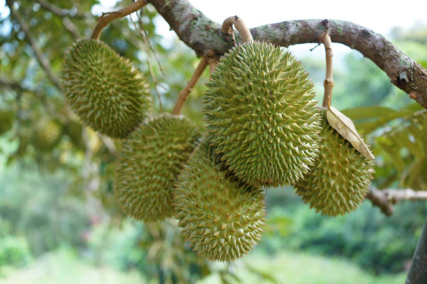 istock Durian fruits 1227113514