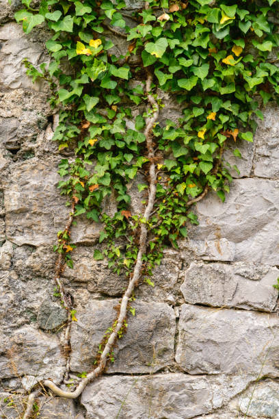 istock Old medieval wall overgrown with ivy 1227115300