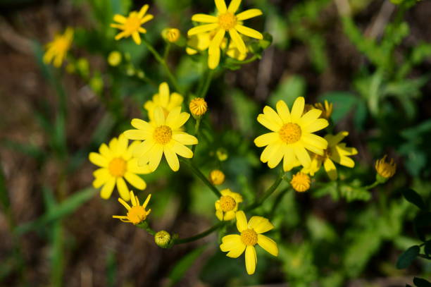 istock Wild flowers in nature. 1227116640