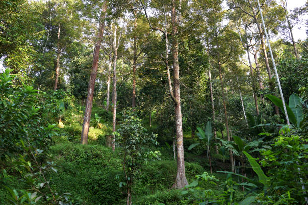 istock Scenic View Of Trees In Forest 1227116926