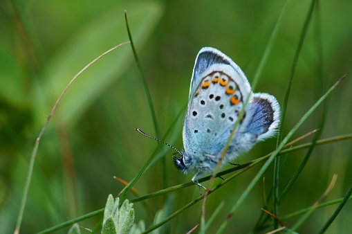 Photo of a small blue butterfly in nature. Beautiful wild flowers and green grass. Peaceful landscape. Summer. Beauty of nature. Bright color images. Macrophotography of nature. Amazing and fabulous images of nature.