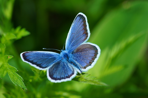 A Chalkhill Blue butterfly on the South downs of England