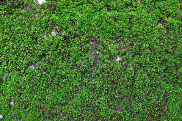 istock Full Frame Shot Of Moss Background 1227117072