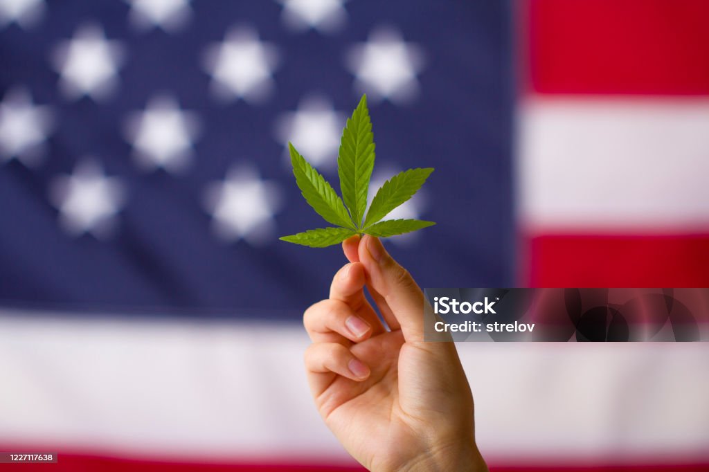 cannabis legalization in the united states of america. cannabis leaf in hands on usa flag background Cannabis Plant Stock Photo