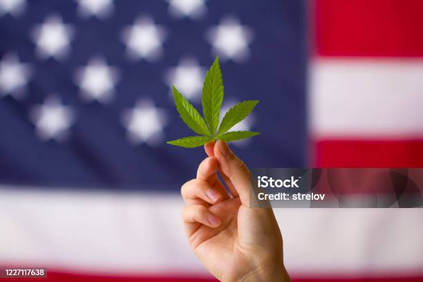 Cannabis Legalization In The United States Of America Cannabis Leaf In Hands On Usa Flag Background Stock Photo - Download Image Now