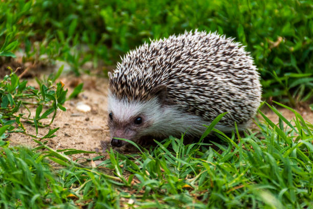 istock The African hedgehog in the grass 1227117776