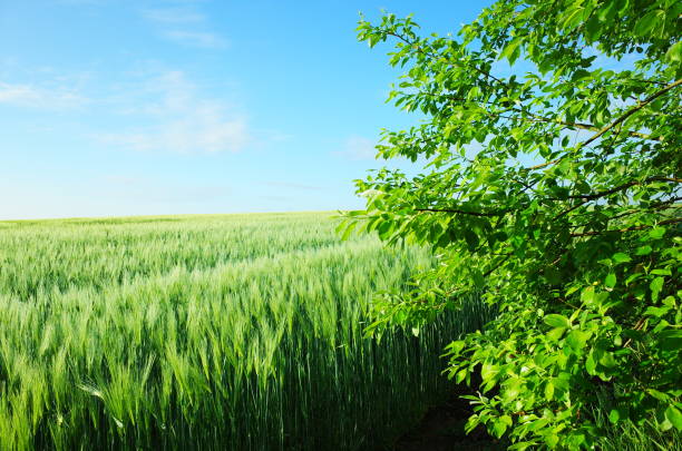 Scenic view of blooming spring field at sunrise