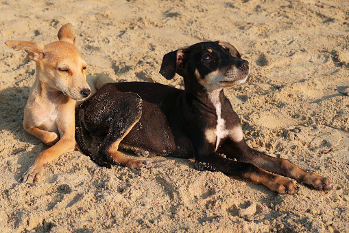 Stock photo showing young, wild mongrel dogs living on a sandy beach in Goa, snuggling close together in heat of sun.