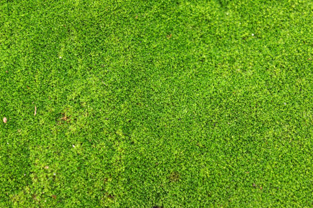 istock Full Frame Shot Of Moss Background 1227120256