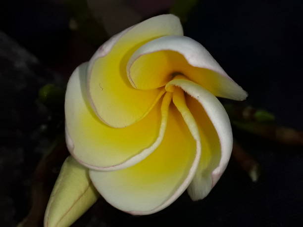istock The Indian white frangipani (Gulenchi flowers) 1227120501