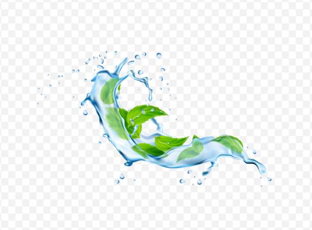 ilustraciones, imágenes clip art, dibujos animados e iconos de stock de nuevo vector aislado transparente realista que cae salpicaduras de agua con hojas. ilustración vectorial 3d - lemon isolated clean water