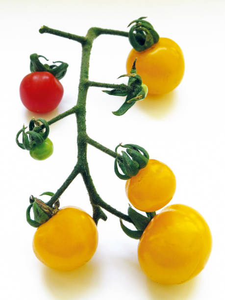 白い背景に分離された黄色の有機トマトと小さな赤いトマトの枝の空中写真。有機食品と添加物なし - planting crop ripe branch ストックフォトと画像