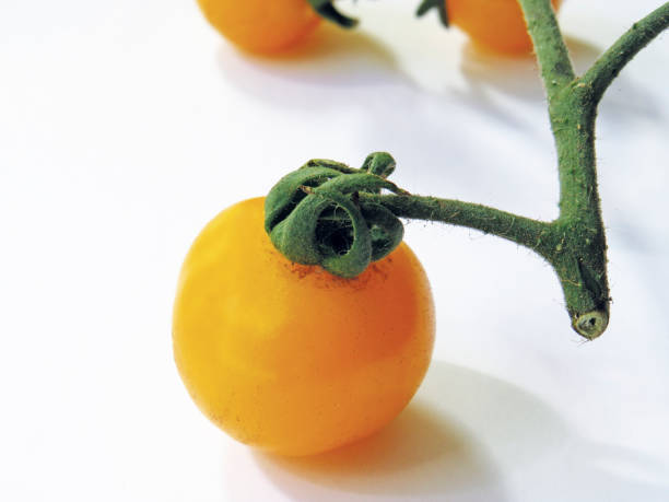 zbliżenie organicznego żółtego pomidora na zielonej gałęzi wyizolowanej na białym tle. żywność ekologiczna i bez dodatków. - cherry tomato tomato sauce isolated close up zdjęcia i obrazy z banku zdjęć