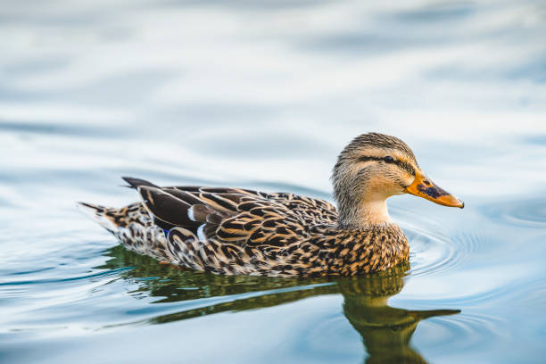 duck swimming in lake in the park duck swimming in lake in the park drake male duck photos stock pictures, royalty-free photos & images