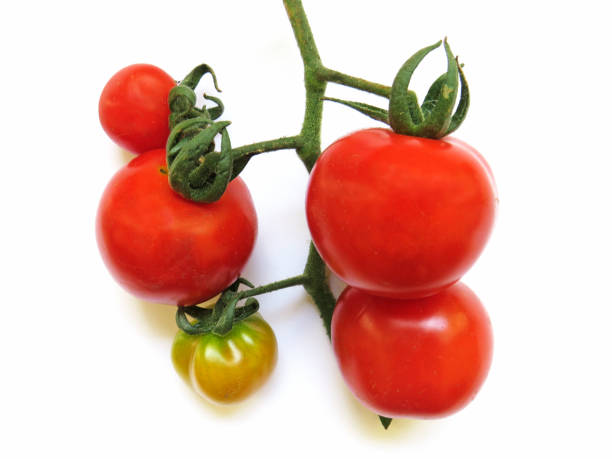 白い背景に隔離された有機赤トマトブランチの空中写真。有機食品と添加物なし。 - planting crop ripe branch ストックフォトと画像