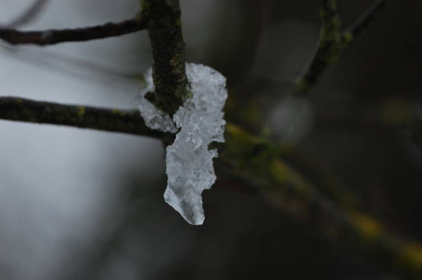 Free Stock Photo of A tree with ice on it | Download Free Images and ...