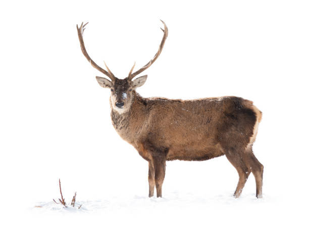 istock Deer is isolated on a white background standing on white 1227125956