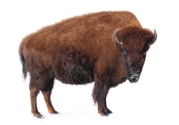 istock bison stands in the snow isolated on a white 1227125969