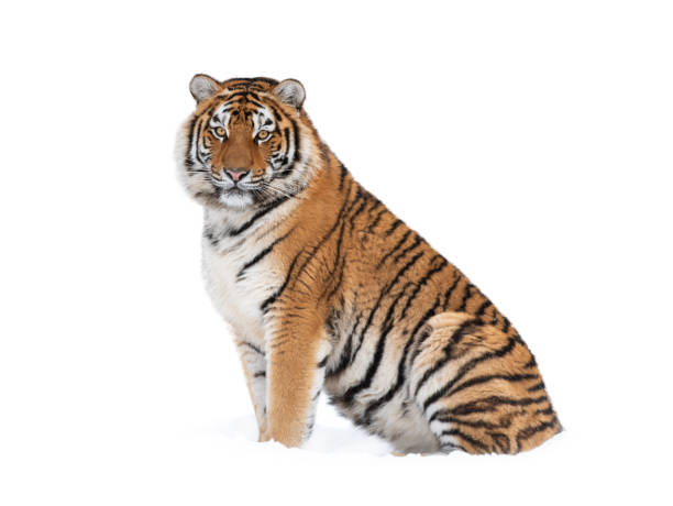 istock Tiger lying in the snow 1227125976