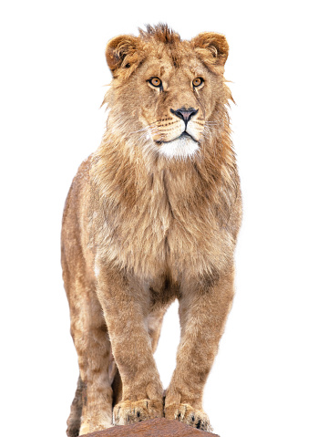 lion stands against isolated on white background