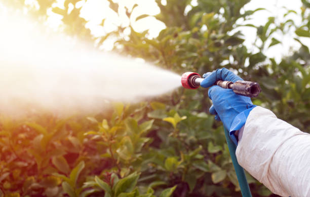 Farmer Spray ecological pesticide in lemon trees wearing complete protection suit. Spray ecological pesticide. Farmer fumigate in protective suit and mask lemon trees. Man spraying toxic pesticides, pesticide, insecticides herbicide stock pictures, royalty-free photos & images