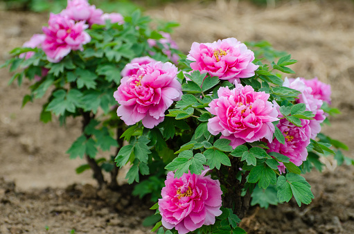 Peony in blossom