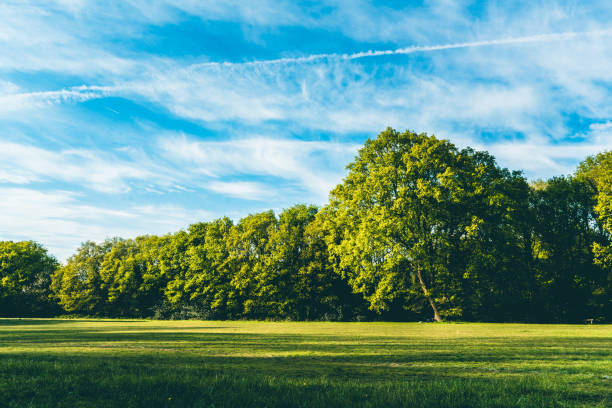 Summer landscape with grass field and sky