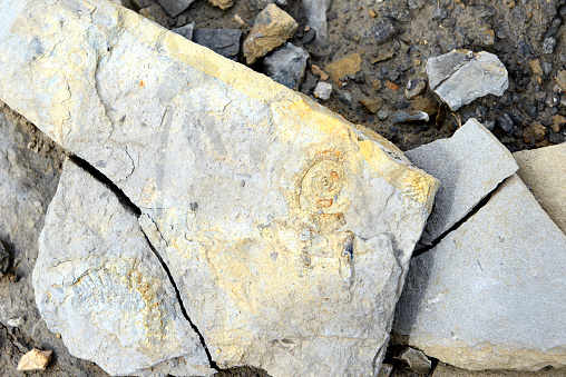 elrathia Kingi trilobite fossil in gray shale matrix.