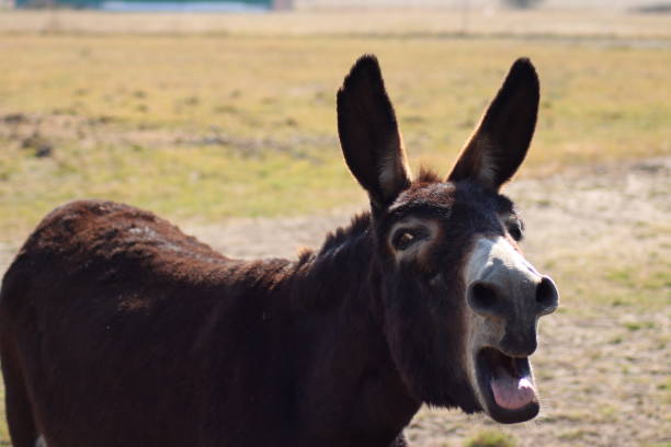 istock A brown donkey busy braying 1227133064