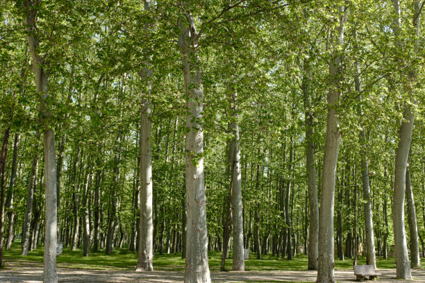 istock Green tall old Platanus tree forest park in Girona, Catalonia 1227133072
