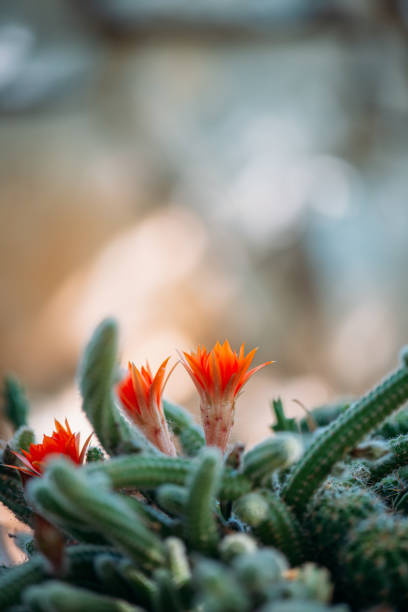 Beautiful Red Cactus Flowers