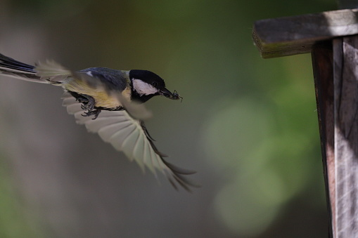 Great tit flies to the bird cage with an insect in its mouth. Moving wings.