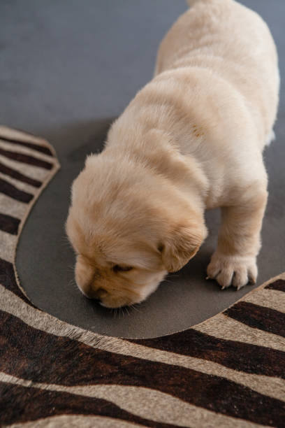 istock Little Puppy Labrador Retriver Dog 1227134111