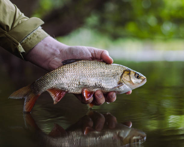 Roach fish Angler releases a roach caught on breadflake rudd fish photos stock pictures, royalty-free photos & images