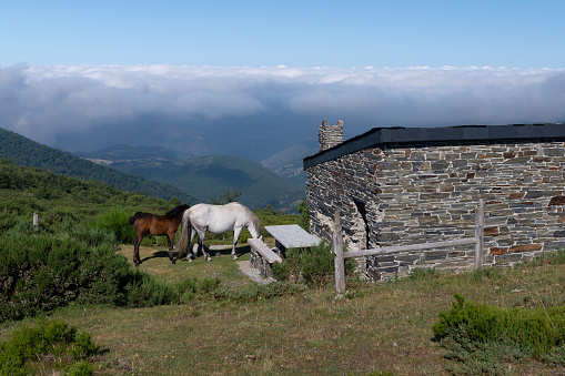 horses near a shepherd's house in the mountains, mountain landscape