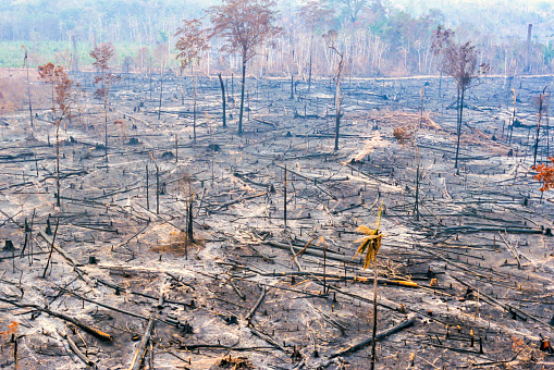 Deforestation of the Amazon rainforest can be attributed to many different factors levels. The rainforest is seen as a resource for cattle pasture, valuable hardwoods, housing space, farming space (especially for soybeans), road works (such as highways and smaller roads), medicines and human gain. Trees are usually cut down illegally.