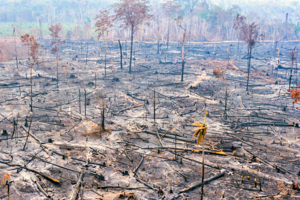 Amazonia Amazon destruction fire Deforestation of the Amazon rainforest can be attributed to many different factors levels. The rainforest is seen as a resource for cattle pasture, valuable hardwoods, housing space, farming space (especially for soybeans), road works (such as highways and smaller roads), medicines and human gain. Trees are usually cut down illegally. deforestation photos stock pictures, royalty-free photos & images