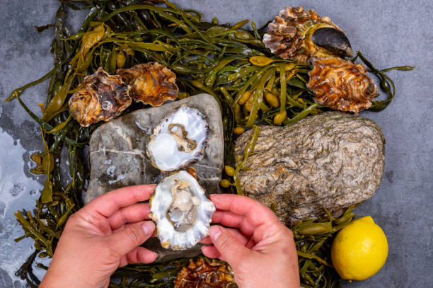 свежие открытые zeeuwse creuse pacific или японские устрицы моллюсков на рыбном рынке в нидерландах - crassostrea стоковые фото и изображения