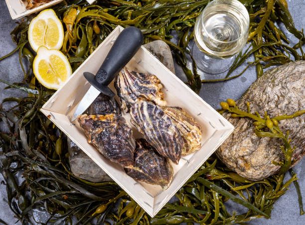 свежие тихоокеанские или японские устрицы моллюски на камне с водорослями фон - crassostrea стоковые фото и изображения