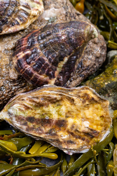 moluscos frescos do pacífico ou ostras japonesas em pedra com fundo de algas algas - crassostrea - fotografias e filmes do acervo