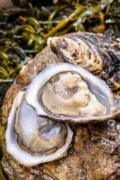 moluscos frescos do pacífico ou ostras japonesas shucked em pedra com fundo algas algas algas prontas para comer - crassostrea - fotografias e filmes do acervo