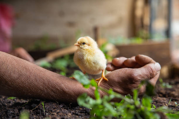 Two small chicken and human hand letting them go in the dirt.