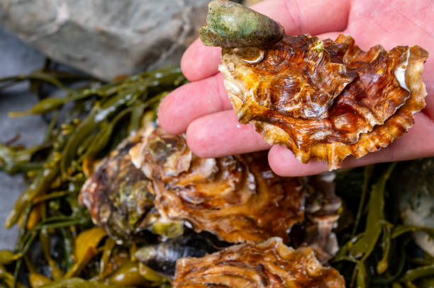 fresco zeeuwse creuse pacífico ou moluscos de ostras japonesas no mercado de peixes na holanda - crassostrea - fotografias e filmes do acervo