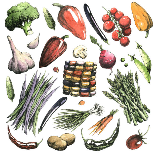 акварель ручной набор овощей. только jpeg. - cauliflower vegetable black illustration and painting stock illustrations