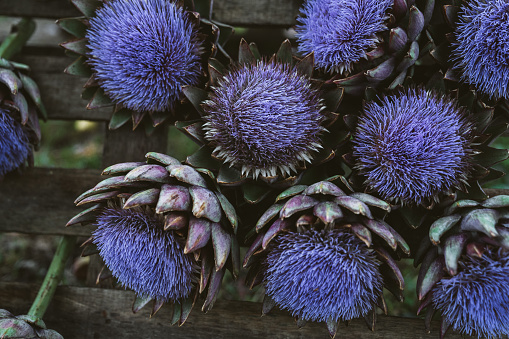 Bunch of purple artichokes flowers.