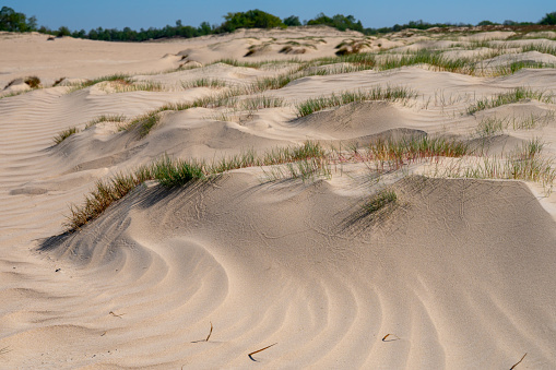 Desert nature landscapes in national park De Loonse en Drunense Duinen, North Brabant, Netherlands in sunny day