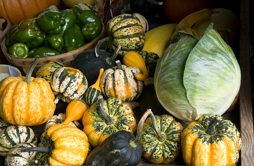 Pumpkin and ornamental squash in different varieties and colors on a large pile cropped against green nature